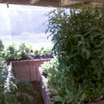 IMG_20110723_173944